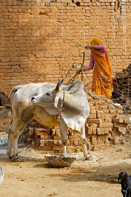 Sur la route d'Orchha-054